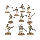 Kroot Carnivores